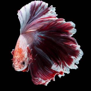 厂家泰国斗鱼鱼苗泰斗活鱼将军斗鱼苗母鱼好养耐活鱼练手观赏鱼活