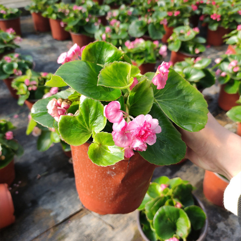 极速重瓣四季海棠花带花发货玻璃球球花四季开花不断观花植物阳台
