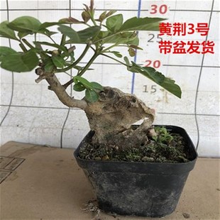 厂家黄荆盆景树桩室外绿植盆栽