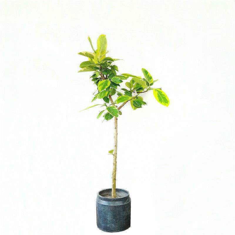 极速一物一拍造型花叶富贵榕树 红大叶橡皮木榕盆栽植物室内绿植
