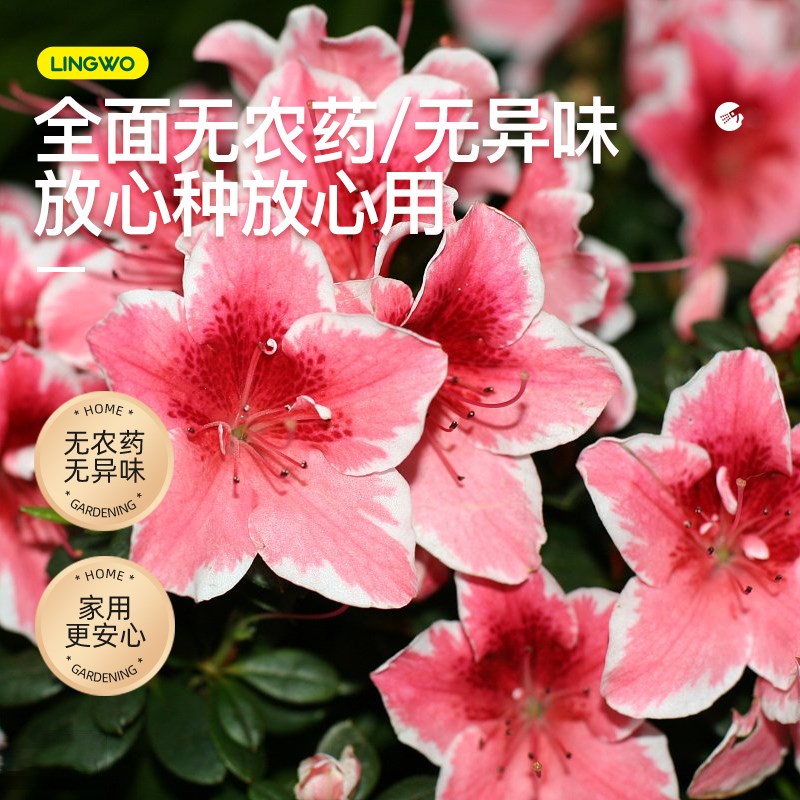 杜鹃花免稀释营养液肥料家用花卉盆栽专用液体肥喜酸性绿植通用肥