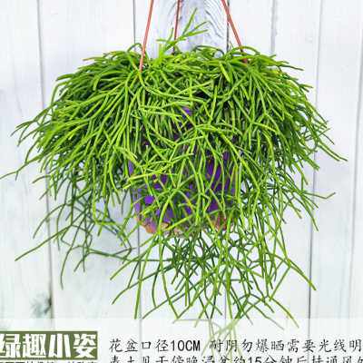 极速雨林缸附生植物丝苇玉珊瑚仙人掌扁叶青柳昙花室内绿化耐阴小