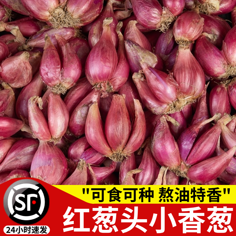 干爽！红葱头！熬油特香丨可种