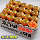 丹东铁皮草莓柿子油柿子碱地柿子草莓番茄5斤装 西红柿顺丰 包邮