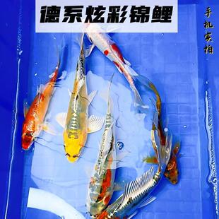 德系孔雀锦鲤活鱼纯种耐活好养冷水观赏鱼淡水鱼金松叶银松叶