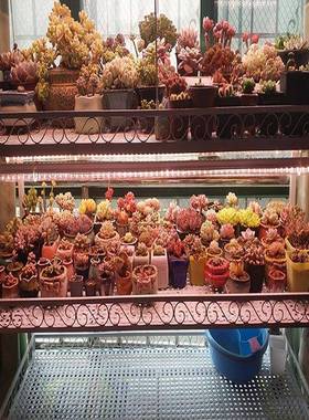 多肉花补光内用花架室架多可移LF001动带轮多肉层花盆架子置物架