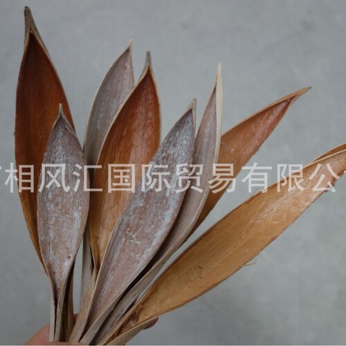 【可可叶（迷你）】进口干果干花干枝搭配装饰拍照道具天然植物