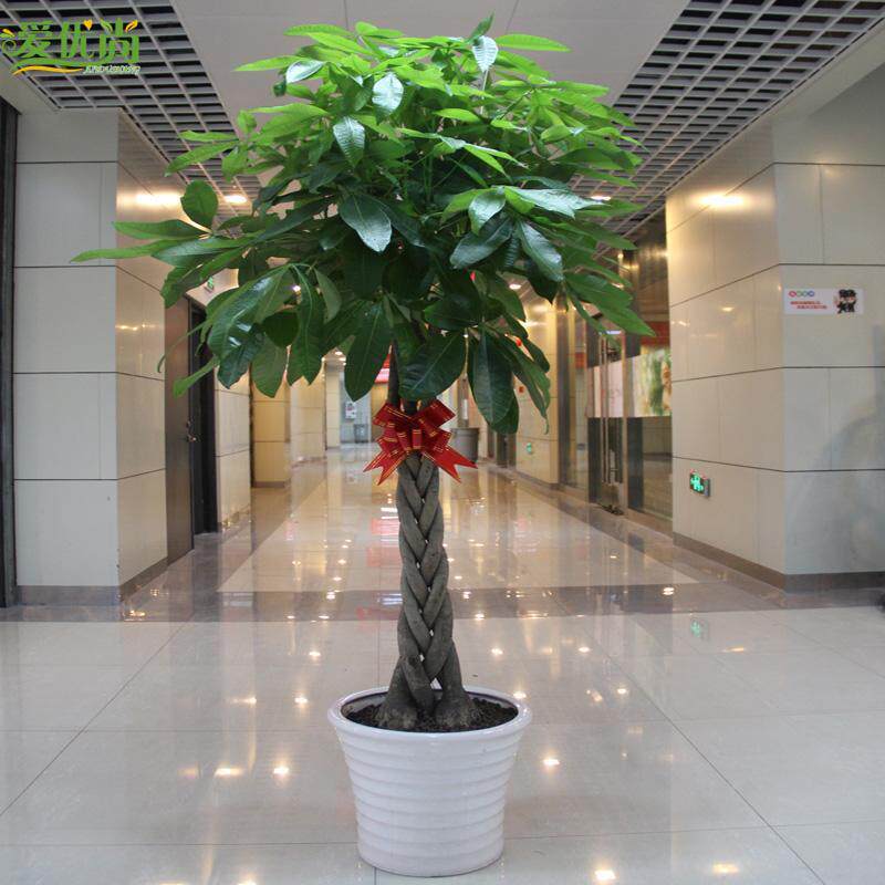 辫子发财树盆栽大棵独杆发财树办公室吸甲醛净化空气绿植客厅室内