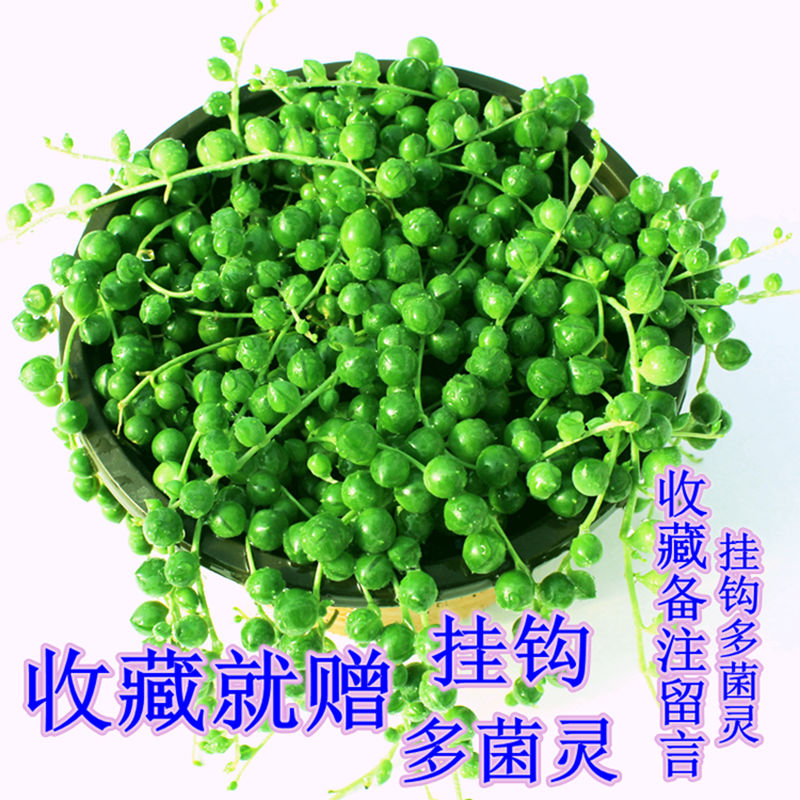 新品佛珠吊兰盆栽垂吊珍珠吊室内包邮情人泪多肉植物客厅紫玄月爱