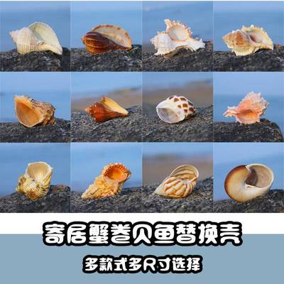 天然贝壳海螺鱼缸造景三湖慈鲷鱼卷贝鱼寄居蟹壳专用海螺壳包邮