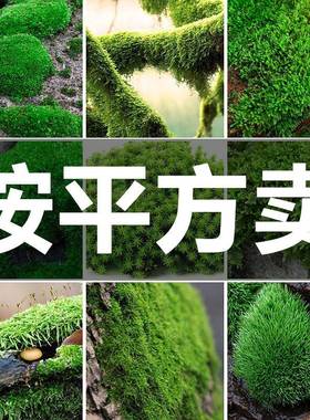 鲜活苔藓短绒藓白发藓朵朵藓大灰藓小灰藓青苔盆景假山水陆缸植物