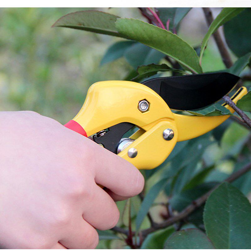 极速园艺种植小剪刀肉肉养护工具多肉植物修根剪枝裁剪防虫网
