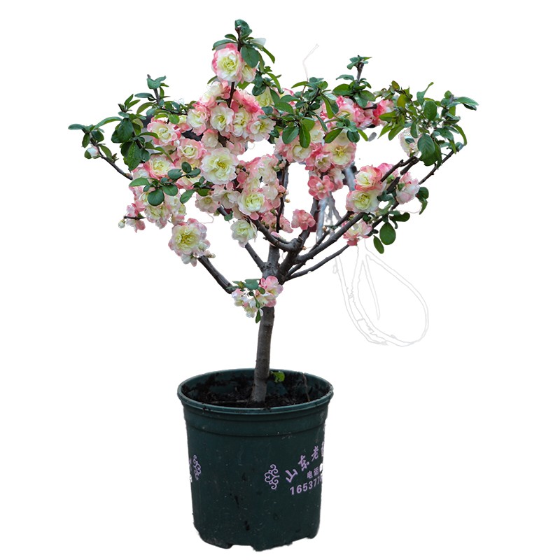 新品种海棠花 初心海棠当年开花南北方花卉植物绿植大红色长寿冠
