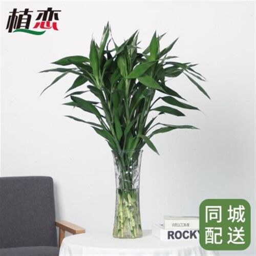 富贵竹 转运竹观k音竹发财竹水培植好养防辐射 宁波慈溪同城配送