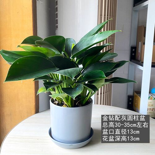 .小金钻蔓绿绒室内喜阴植物教室净化空气吸N收甲醛四季常青绿公主