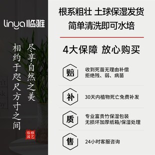 细叶富贵竹水培植物客厅招财水养节节高绿转运竹子特粗杆带根绿植