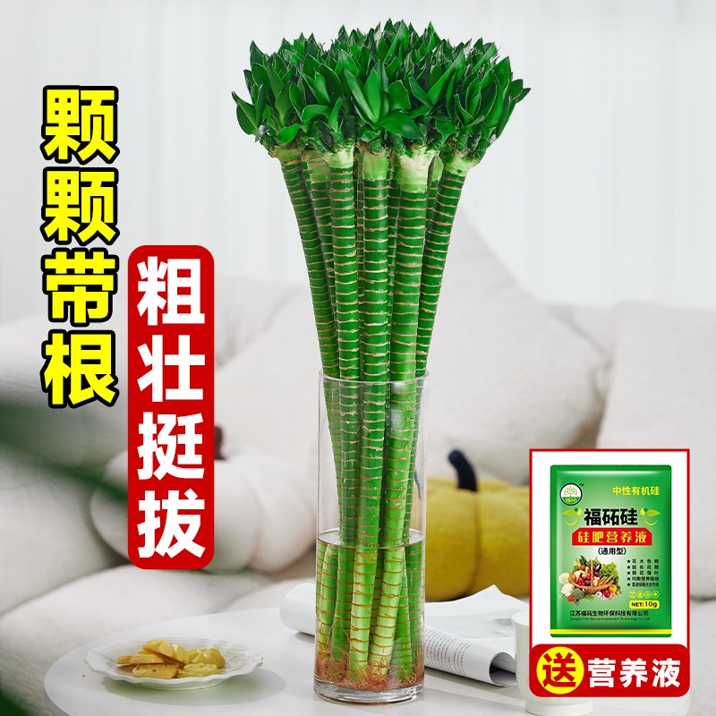 龙竹富贵竹水培植物节节高文昌竹带根水养转运竹室内客厅招财绿植