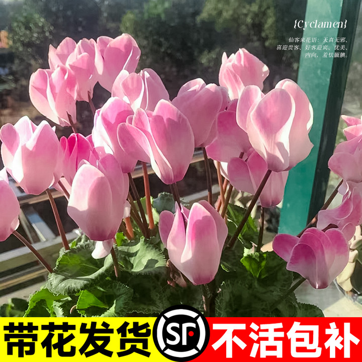 仙客来盆栽带花大花卉绿植易活耐寒耐冻阳台植物室内四季开花不断