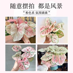 草莓之心彩叶芋盆栽种球网红绿植室内芋类植物花卉粉色阳台好养活