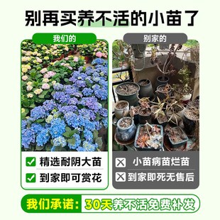 适合家养的花卉大全绿植盆栽室内耐阴好养易活的植物四季开花不断