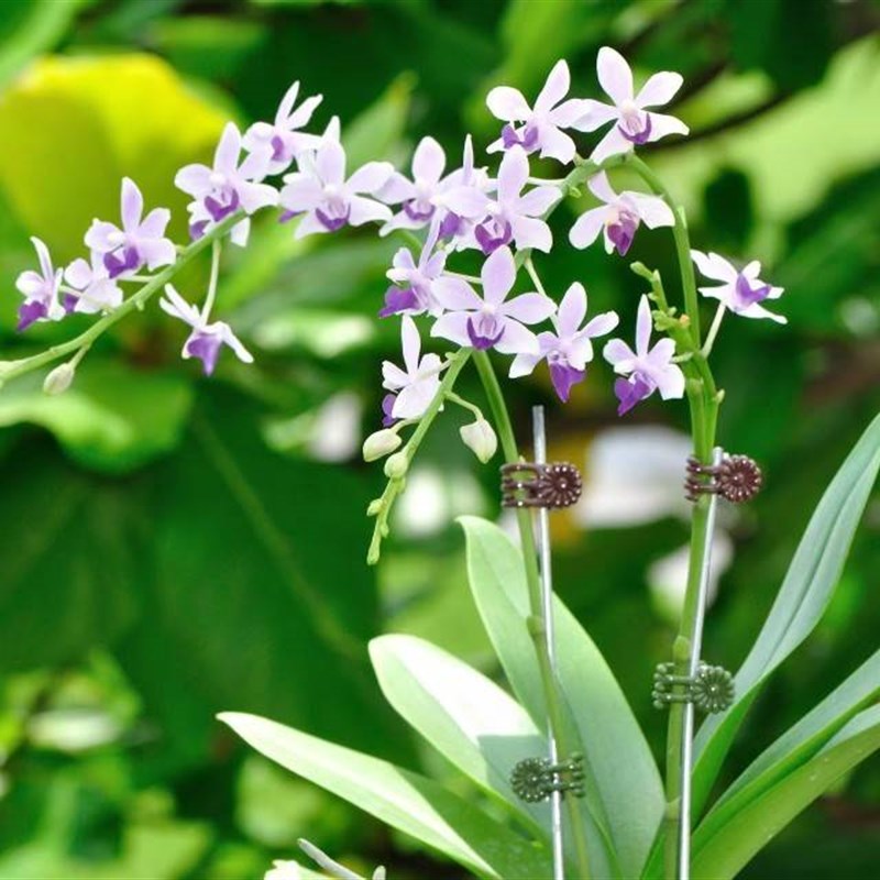 Phal. Tzu Chian时令草本花卉