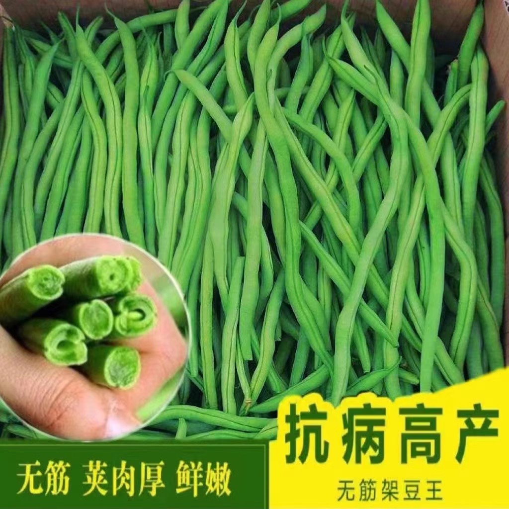 农家无筋豆豆架豆王种子种籽大全豆种四季豆豆角芸豆扁豆蔬菜孑子