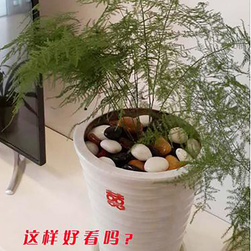 鹅卵石雨花石原石鱼缸花盆石天然小石子庭院装饰园艺五彩石头铺地