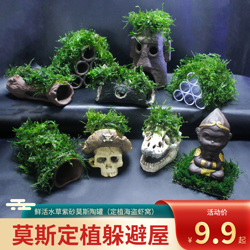 观赏虾孔雀鱼螺莫斯丝水草陶罐躲避屋虾窝洞慈雕产卵繁殖净化造景