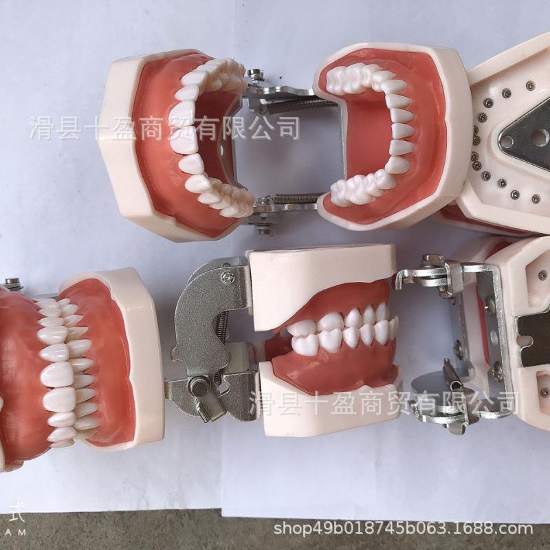 牙科模型口腔教学模型颗模型备牙练习模型全口可拆卸牙齿模