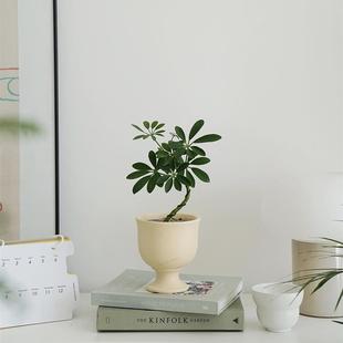 植物私生活桌面鹅掌藤鸭脚木办公室卧室情绪氛围新手好养小盆栽