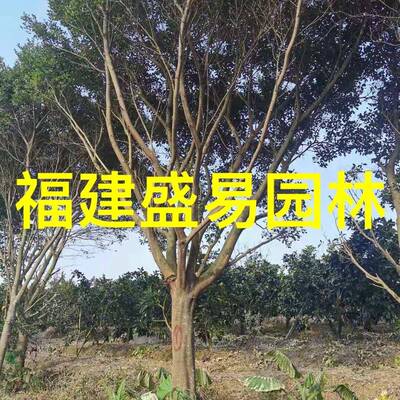 浙江15-30公分红皮榕红皮榕价格无柄小叶榕供应无柄榕基地