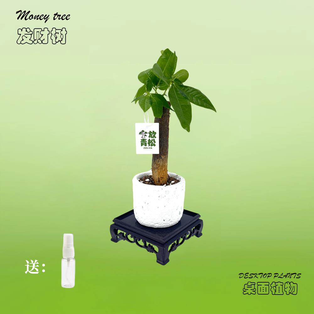 绿次方Plants · 懒人发财树绿植小盆栽植物摆件伴手生日毕业礼物