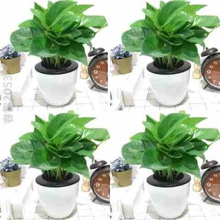 极速盘栽植盆摘植物室内办公室盆景小盆景卧室绿植观花绿萝客厅绿