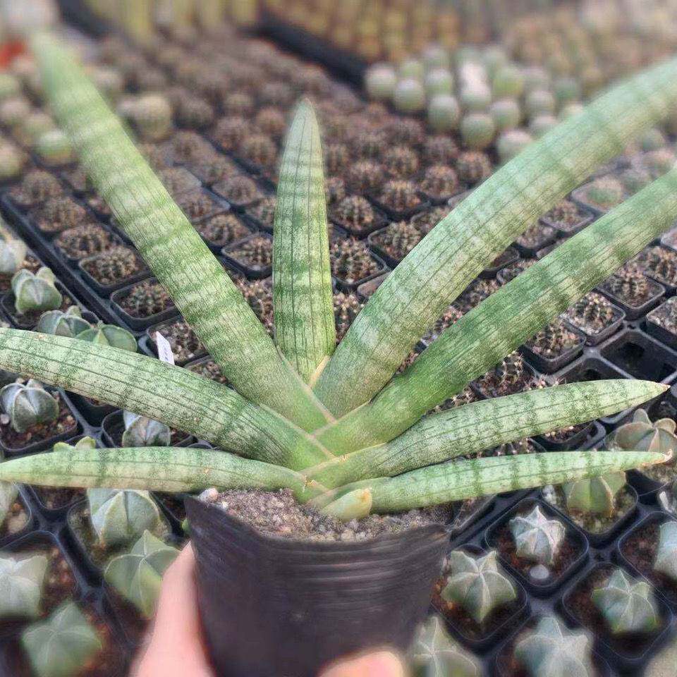 极速佛手多肉植物佛手棒叶虎皮兰虎尾兰易养多肉植物佛前香