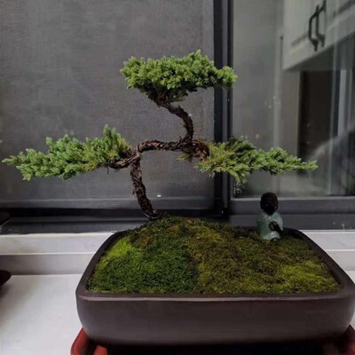 极速松树室内花卉g绿植松柏耐u寒迎客松四季常青真树V罗汉松植物