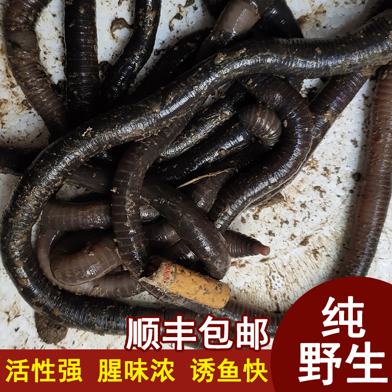 速发黑地蚓活饵鲜活青蚯蚓垂特蚯龙钓大号诱饵黄鳝松土喂蛇龟