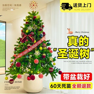 速发盆洋杉围栽盆景圣诞树氛南感云杉澳洲杉树节日四季常青室内装