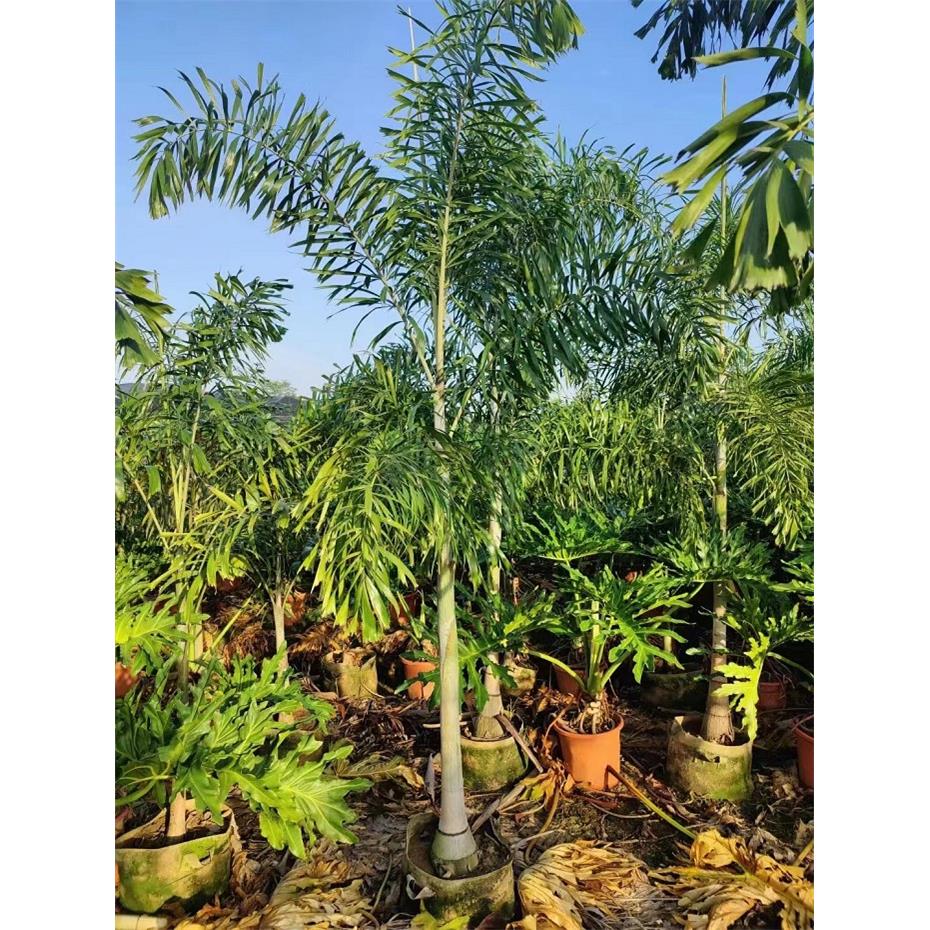 狐尾椰子树热带雨淋大型绿植庭院室外暴晒植物四季常青盆栽棕榈树