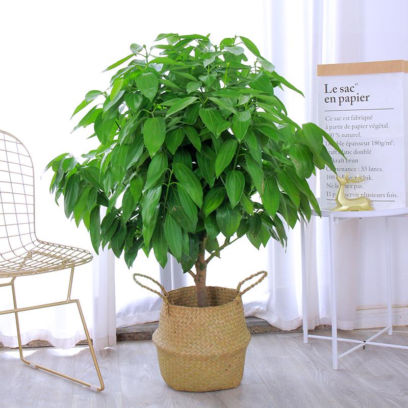 平安树客厅盆栽大型室内幸福树老桩植物四季常青大颗绿植花卉盆景