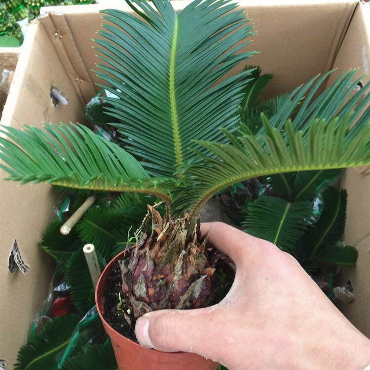 铁兰树新款梵花拾光净化空气办公桌绿植花卉室内盆栽绿色植物花
