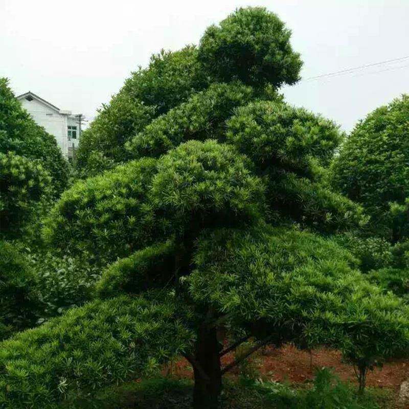 苗木造型罗汉松树园林绿化树形优美长期供货可基地查看