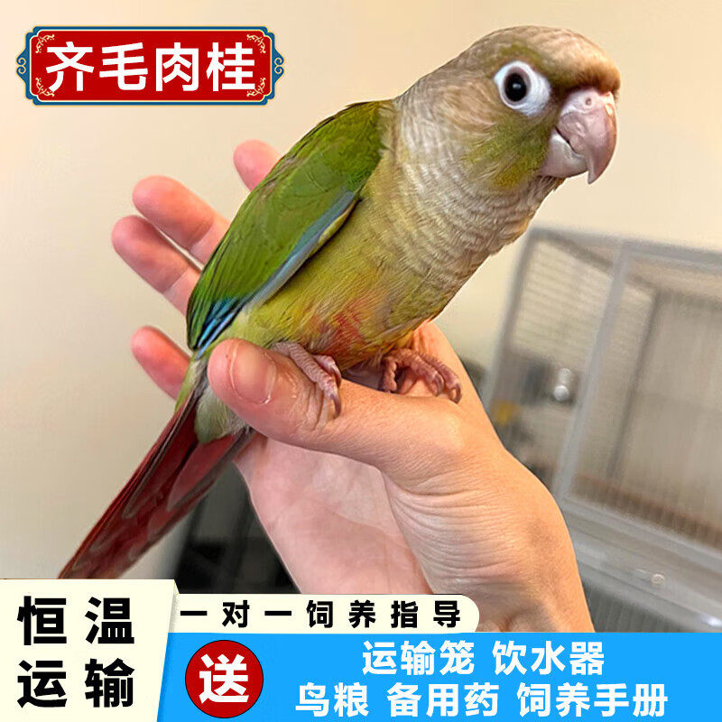 纯手养小太阳鹦鹉亲人粘人可上手