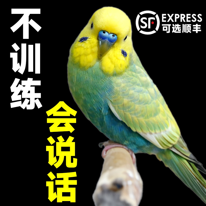 虎皮鹦鹉手养可上手小型宠物