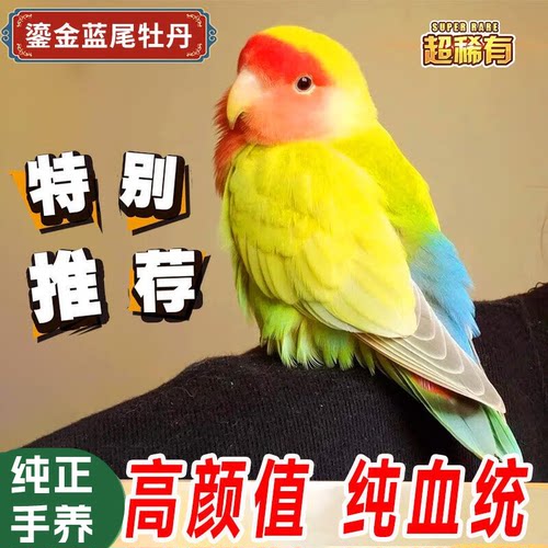 会说话牡丹爱情鹦鹉纯手养高颜值
