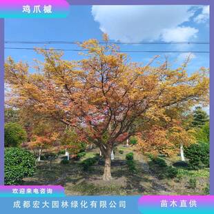 鸡爪槭树基地别墅花园日式庭院观赏树园林绿化枫树行道风景树
