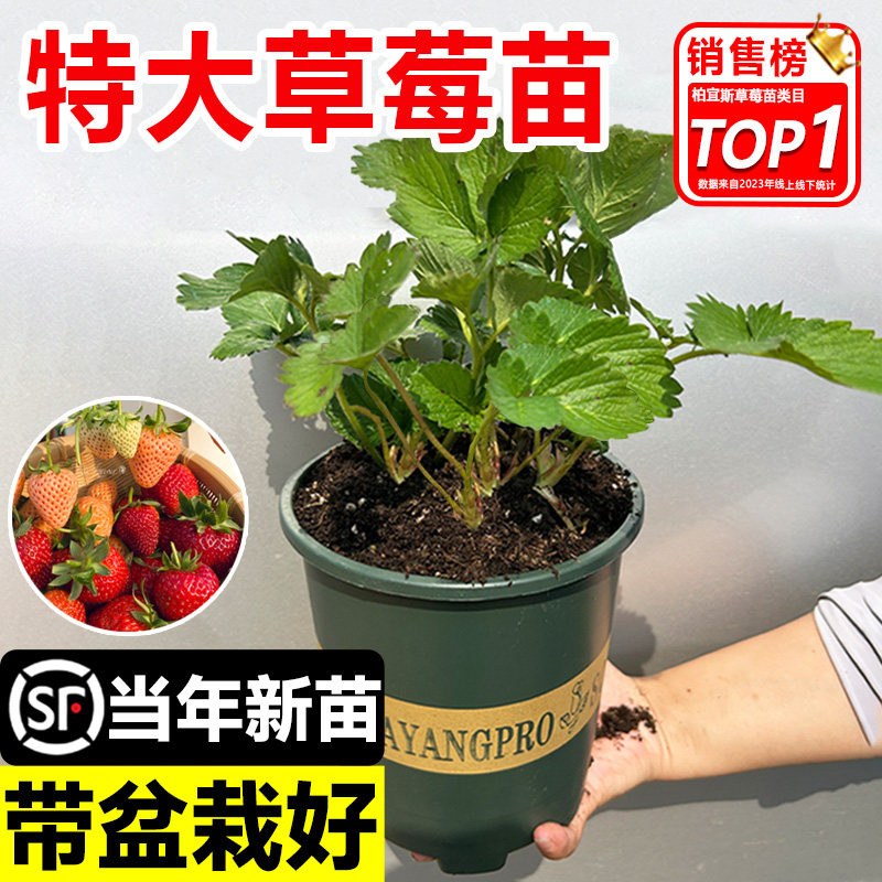 速发特苗草莓大秧盆栽室内台果带四季结果红颜丹东新草莓苗植物