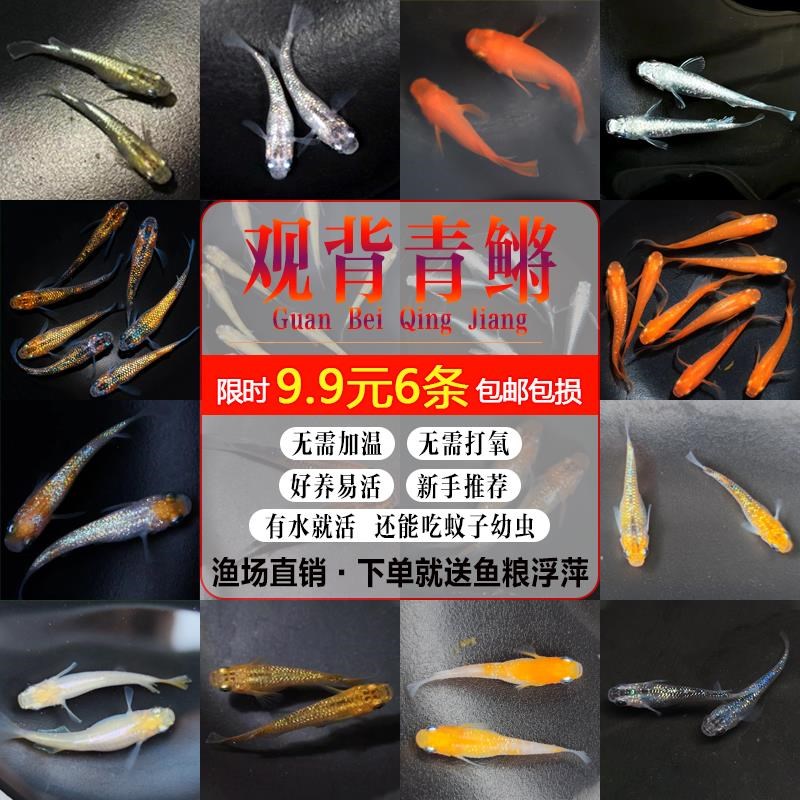 速发观背青鳉锦鳉观发鱼匠鱼不加温迷你冷水鱼小型锦鲤好养懒人赏