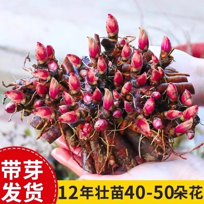 重瓣芍药花苗大根块易活耐热盆栽带芽大花四季牡丹花室内庭院植物