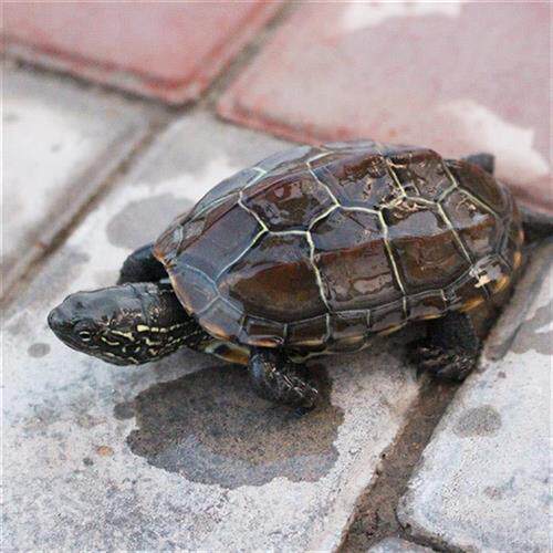 极速中华草龟 小乌龟活体外塘长寿龟宠物水龟金线龟活物龟墨龟草