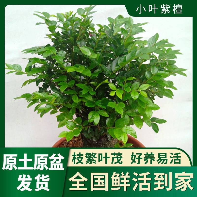 小叶紫檀盆景树桩室内客厅阳台花卉盆栽老桩绿植四季常青